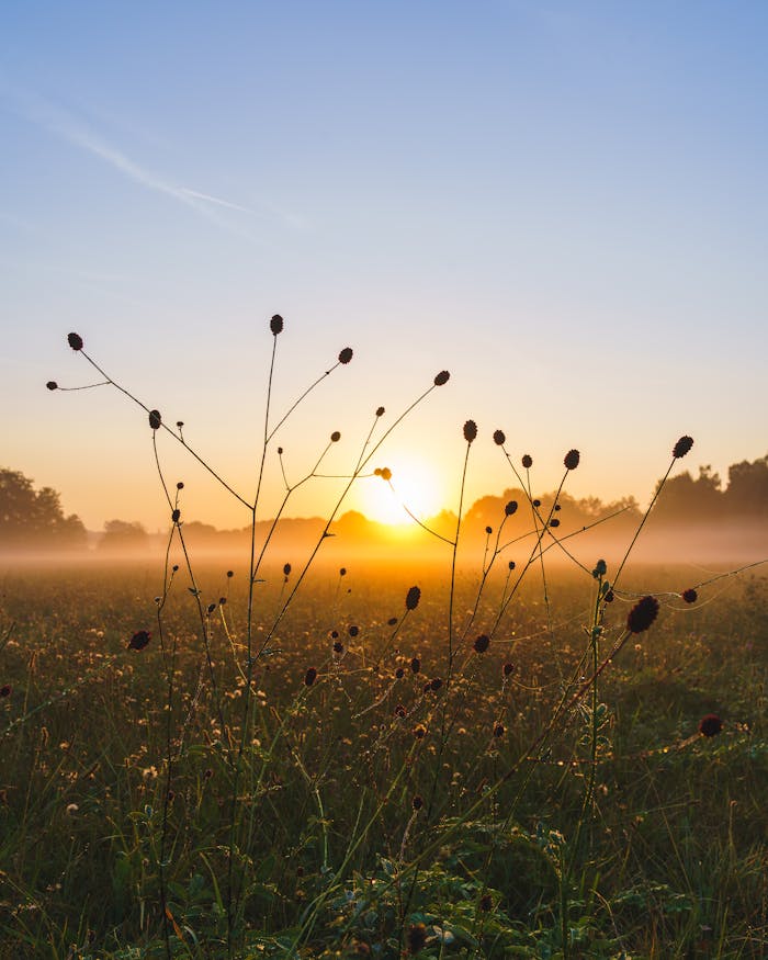 A tranquil sunrise with mist over a meadow filled with wild plants. Perfect for nature lovers.